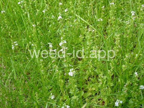 speedwell, thymeleaf